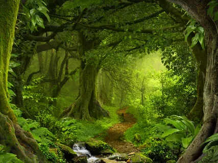 Imagination Meditation - Into The Forest