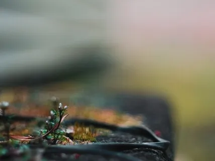 Imaginative Prayer: A Burning Bush