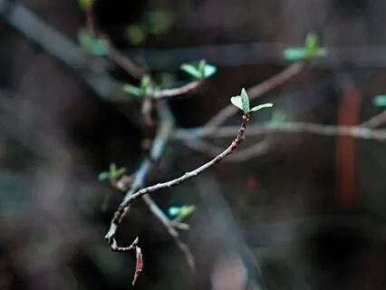 Imaginative Prayer: Abundance