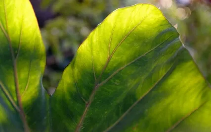 Imagine Waking - A Meditation For Bedtime (With Music)