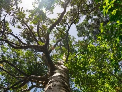 Imagining Your Tree Of Knowledge