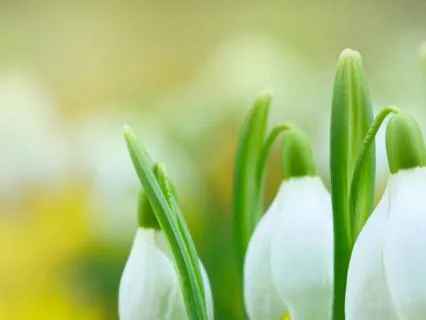 Imbolc: A Seasonal Mindfulness Meditation