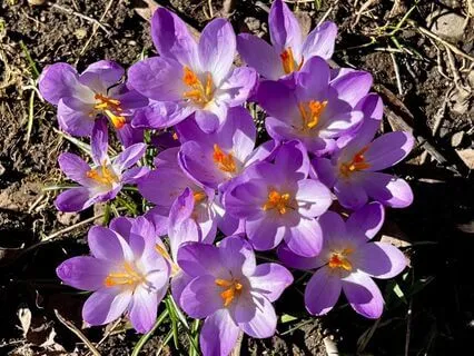 Imbolc Exploding Into Spring Gathering Energy Meditation