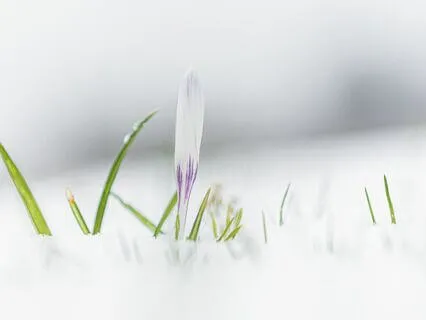 Imbolc Meditation: Inviting Spring Fire