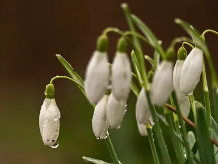 Imbolc Meditation: Nurture Your Inner Flame