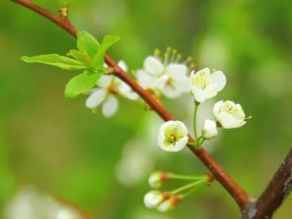 Imbolc Meditation | Welcoming The First Stirrings Of Spring
