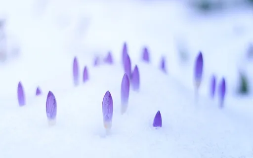 Imbolc: Planting Seeds Of Possibility