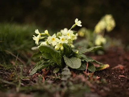 Imbolc - Reconnecting With Nature - February 01