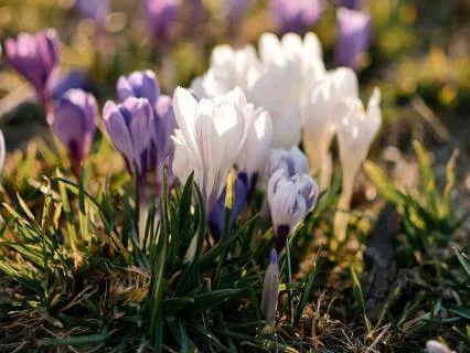 Imbolc - Welcoming What Is Emerging - Feb 02