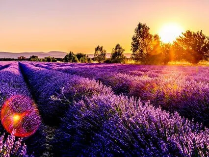 Immediate Relief From Panic - Lavender Fields Visualisation