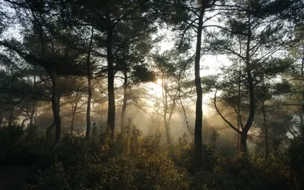 Immerse In Your Passion With 417 Hz