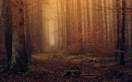 Immersive Ambient Music