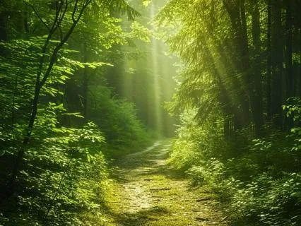 Immersive Forest Walk: Nature Sounds For Relaxation