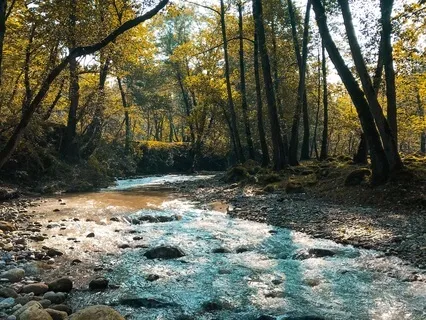 Immersive, Mindful Woodland Walk