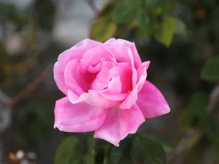 Immunity Boost - 5 Minute Breathwork