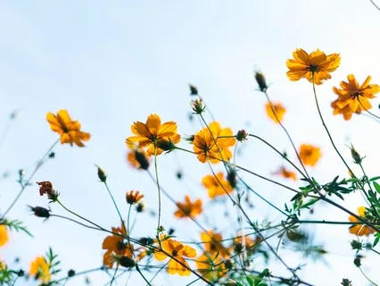 Immunity Boosting Through Mind Power