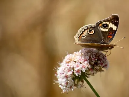 Immunity Enhancement: Triple Warmer (Long)