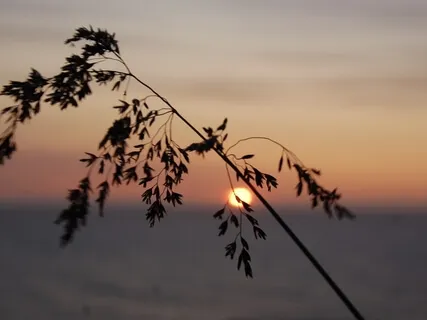 Immune System Part 5 - The Blood