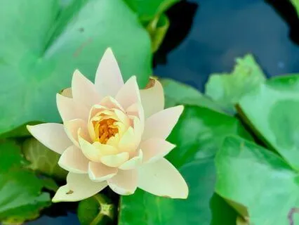 Imperfectly Present, Spacious & Easeful