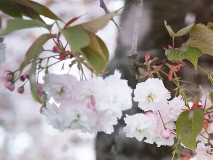 Impermanence & Death Meditation