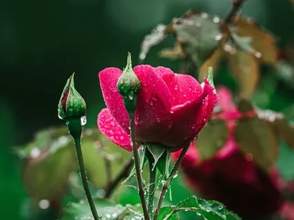 Impermanence (Feat. Erika Lane)