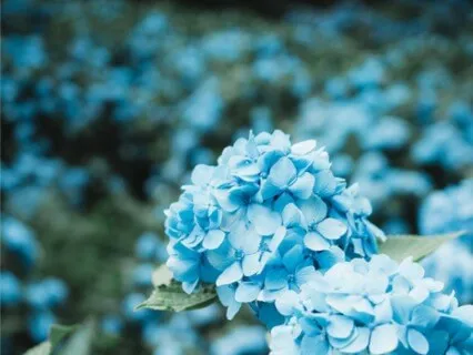 Impermanence - Flowerfield @432Hz