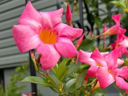 Impermanence Meditation, A Lesson From Late Summer Blossoms