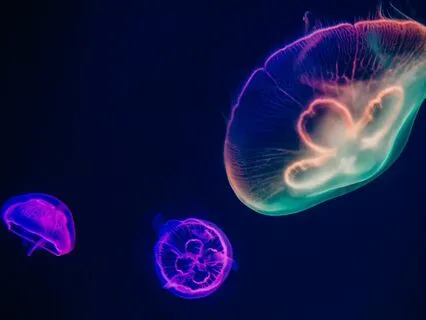 Improve Relationships, Heal Trauma & Calm Your Mind 639 Hz