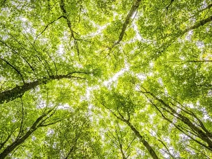 Improve Your Vision: Body Scan & Eye Exercise