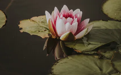 Improving Metacognitive Abilities 17 Minutes