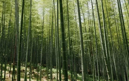 In A Bamboo Grove