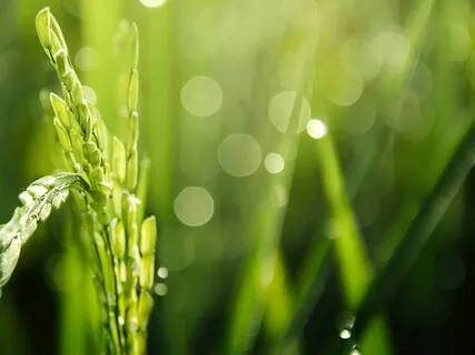 In A Moment Of Bliss