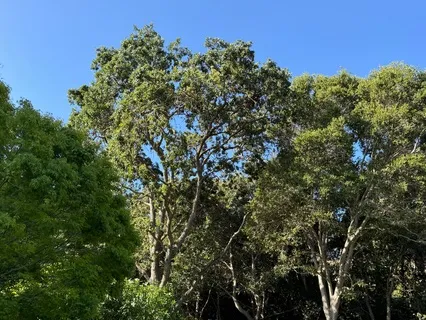 "In Blackwater Woods" By Mary Oliver