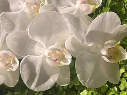 In Codez Of Divine Remembrance