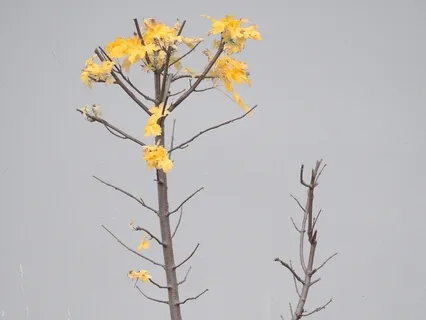 In Everything Give Thanks