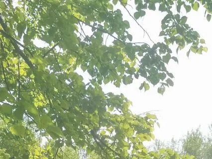 In Everything, I See You – A Collection of 5 Songs