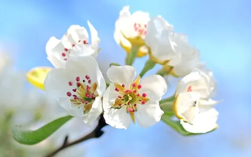 In Full Bloom Visualization Meditation