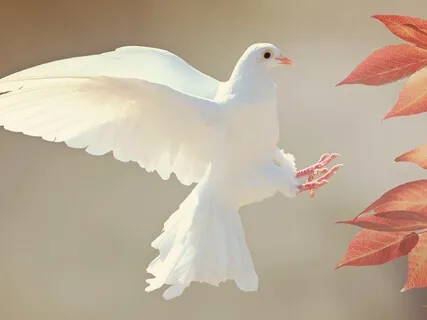 In Grace I Live - Course In Miracles