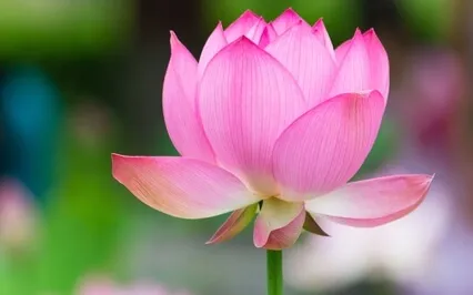 In Identifying Oneself With The Language, Life Becomes Verbal