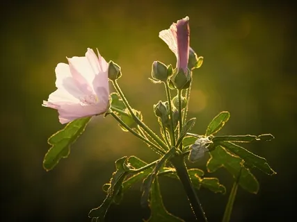 In Love With Growing Up (Piano Music)