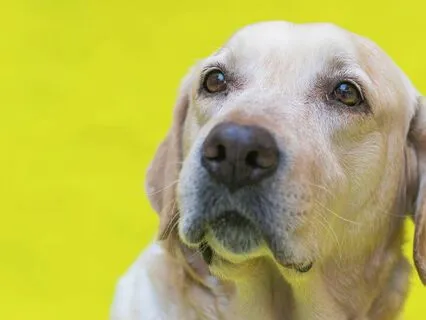 In My Home In My Heart | Reflective  LoFi Jazz Piano Beats