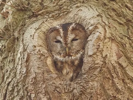 In-Nidra Healing Light, Full Body Guided Meditation