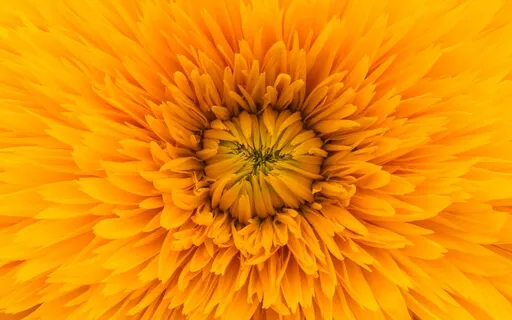 IN-Nidra Sacral Chakra For Abundance 