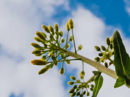 In Real Self-There Is Seed Of Limitless Knowledge