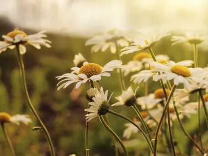 In Search Of Happiness Guided Practice