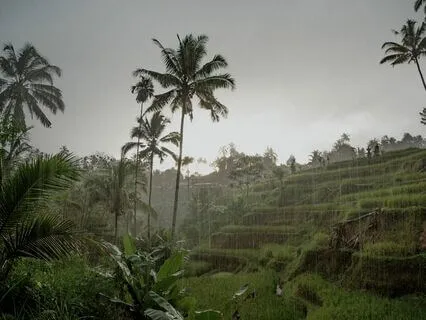 In the Arms of the Morning Rain