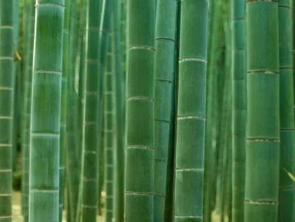 In the Bamboo Forest
