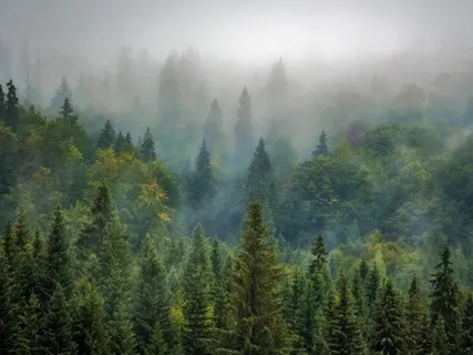 In The Deep Of The Forest - Ethereal Cosmic Harp Adventure