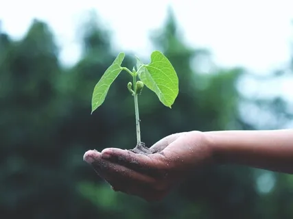 In The Deep Of The Forest | Voice & Harp - Earth Song