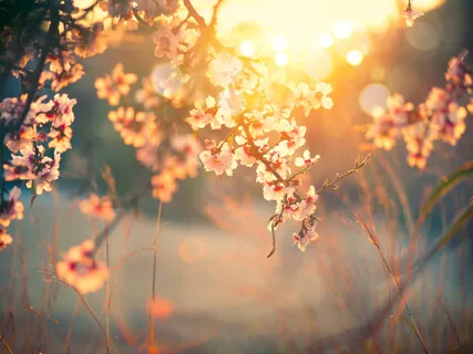 In The First Days Of Spring